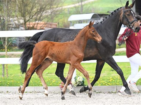 Dsp Fohlenauktionen In Kronberg Und Ichenheim