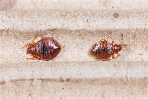 How To Get Rid Of Bed Bugs While Traveling Destinationless Travel