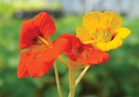 Nasturtiums - Cahaba Clubs Herbal Outpost