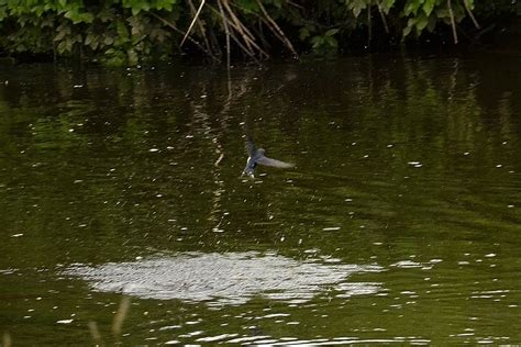 Swallow Rotten Calder Milheugh Falls Blantyre James Brown Flickr