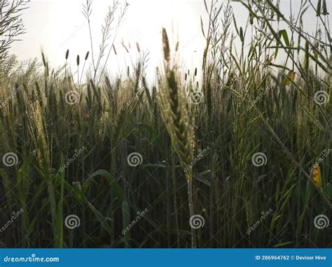 Green Wheat Field Green Wheat Plants Wheat Farming Rabi Winter