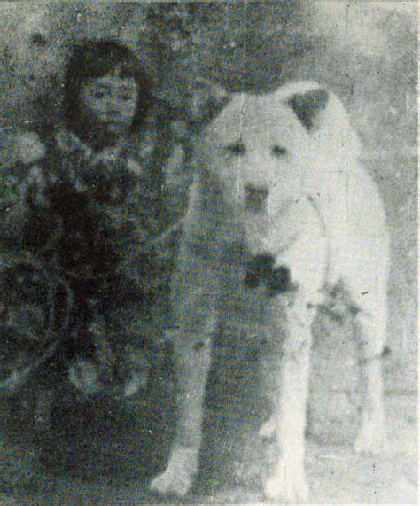 Akita History: Tracing the Origins of Japan's Iconic Breed - Natural Akita