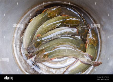 Freshwater Fish Channel Catfish Fillet For Meat Cooking Food In Asian