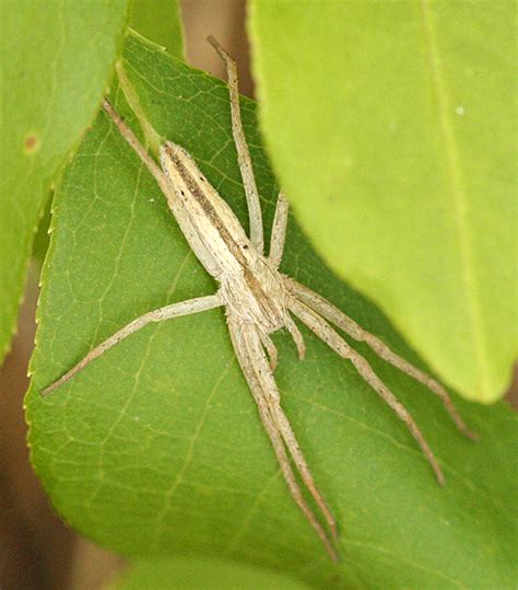 Running Crab Spider Tibellus Bugguidenet