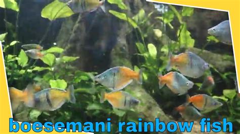 Boesemani Rainbow Fish Youtube