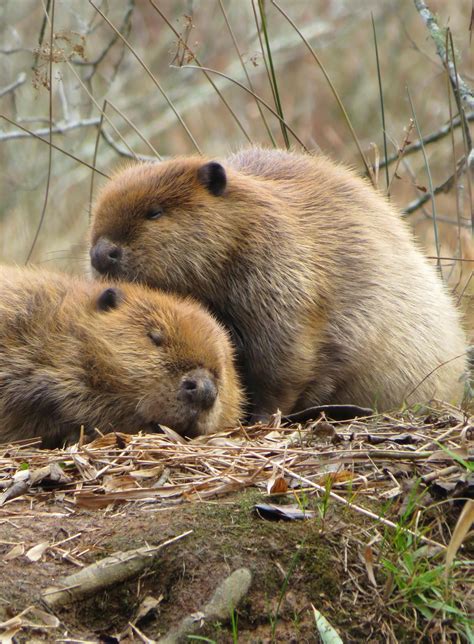 American Beaver - Strong Teeth & Even Stronger Homes - Georgia Wildlife ...