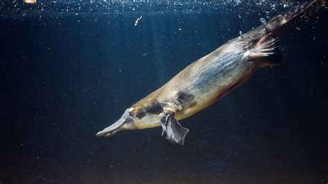 Scientists Discover That Platypus Fur Glows Under Uv Light Cbbc Newsround