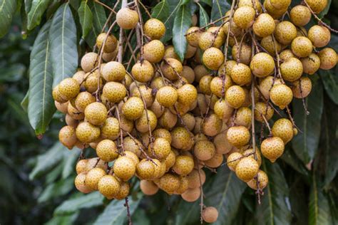 Lamyai Images – Browse 59 Stock Photos, Vectors, and Video | Adobe Stock