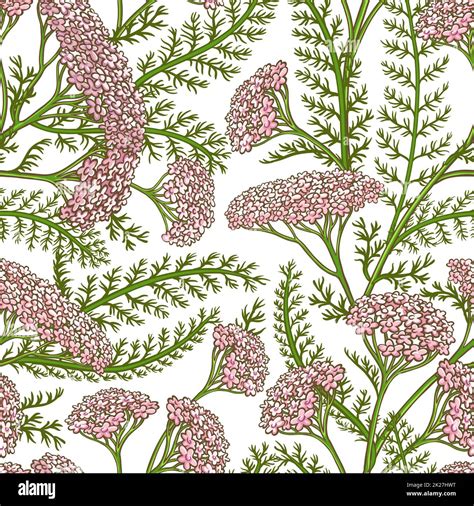 Achillea Millefolium Ilustración Botánica Fotografías E Imágenes De Alta Resolución Alamy