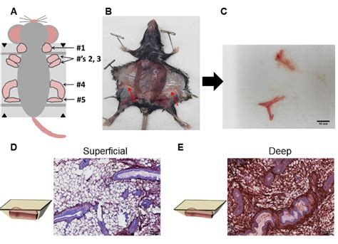 Mouse Mammary Gland