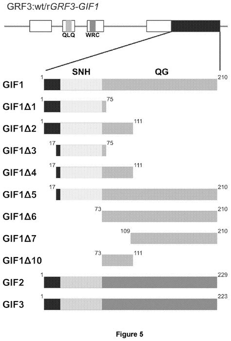 Chimeric Proteins Which Enhance The Activity Of Dna Binding Domains