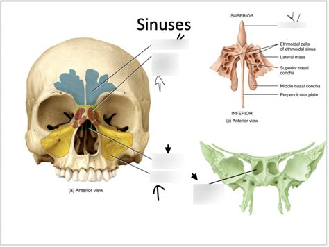 Sinus Labeling Diagram Quizlet