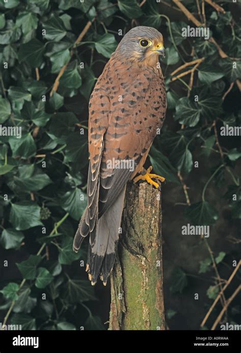 Kestrel Falco Tinnunculus Male Stock Photo Alamy