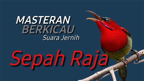 Sepah Raja Gacor Suara Jernih Masteran Burung Berkicau Youtube