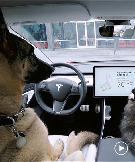 Tesla Releases ‘dog Mode To Keep Pets Safe And Stop Passers By