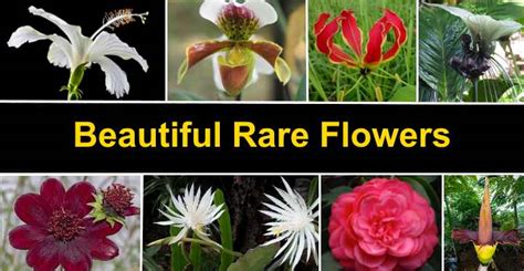 Rare Flowers That Are Absolutely Beautiful (With Pictures)