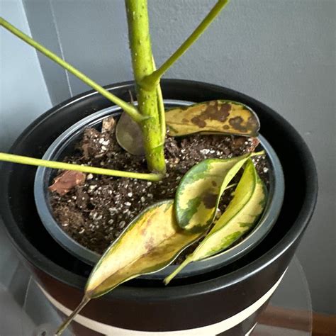 Variegated Dwarf Umbrella Tree How Much Water And Light Does It Need To