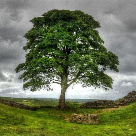 Sycamore Gap | Sycamore gap, Sycamore tree, Beautiful nature