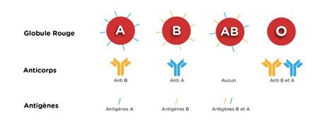 Groupe Sanguin Et Don Du Sang Ouilab Laboratoires De Biologie M Dicale