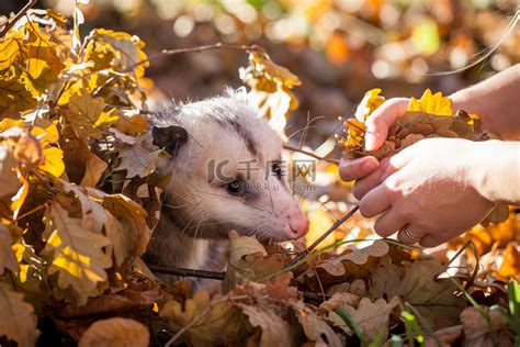 Didelphis Virginiana