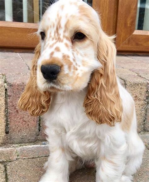 Orange Roan Cocker Spaniel English Cocker Spaniel Puppies Orange