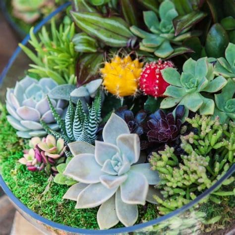 Herbaceous Plants Vs Woody Plants Key Differences