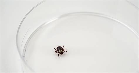 How To Identify Ticks In Your Home And Remove Them The Hearty Soul