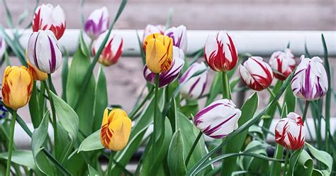 Dicas Para Cultivar Tulipas Rembrandt Idamas News