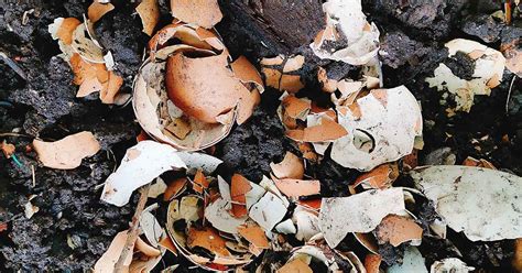 How To Use Eggshells In The Garden Gardener S Path