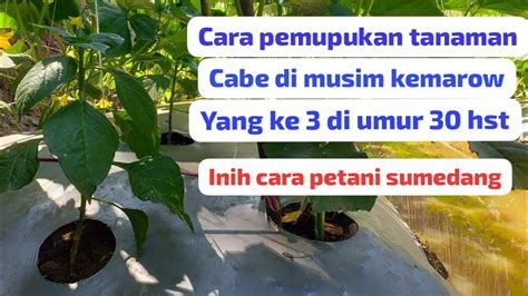 Cara Pemupukan Cabe Di Musim Kemarow Yang Ke Tiga Di Usia Hst Cara