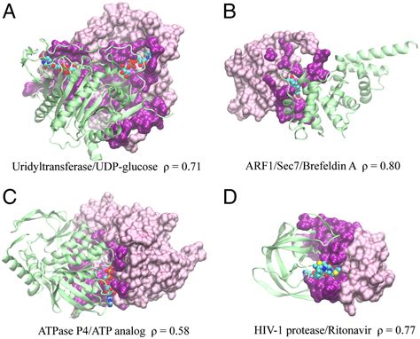 The Distribution Of Ligand Binding Pockets Around Protein Protein