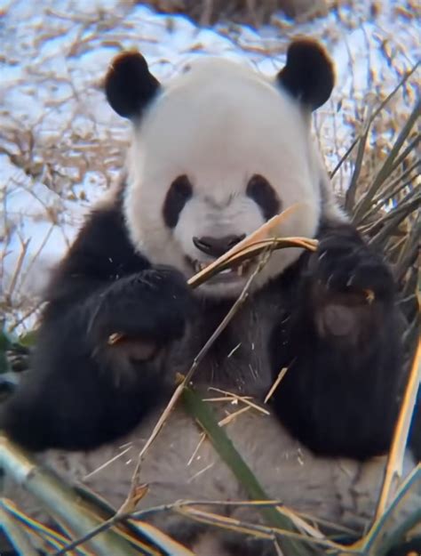 This Panda Gritting Its Teeth To Break Bamboo Is How All Of Us Look ...