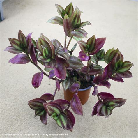 Tradescantia Zebrina ‘silver Smudge Tradescantia Hub Shop