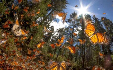 Mariposa Monarca Santuario Piedra Herrada Y Valle De Bravo Biinkii