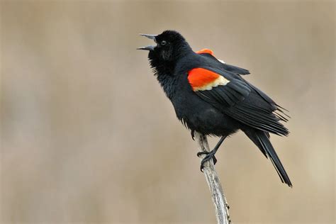 34 Backyard Birds Of The Pacific Northwest Picture And Id Guide