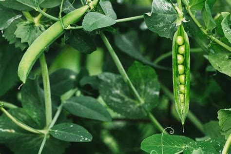 Pea plant: Tips to plant, grow and care for it