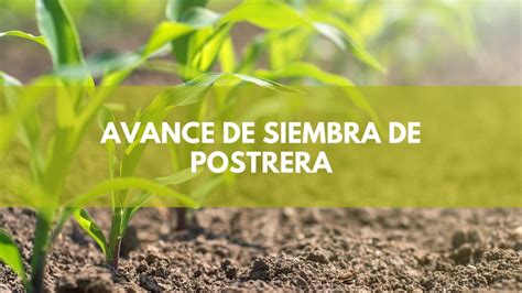 Ciclo Agrícola 2022 2023 Supera Expectativas Diario Nacional