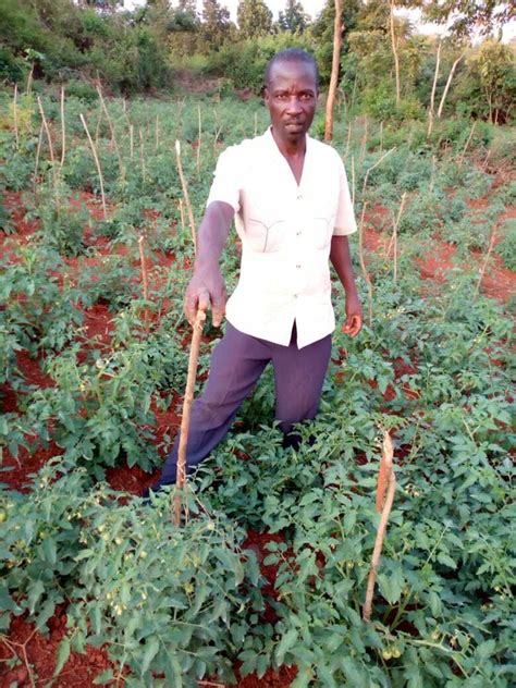 Conditions For Tomato Growing