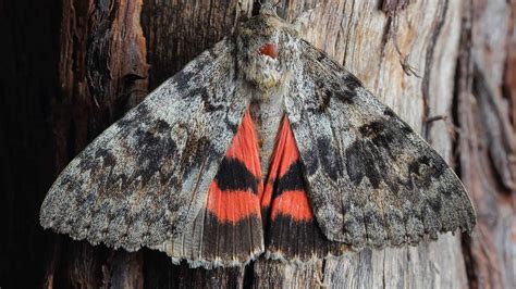 Underwing Moth Pictures Az Animals