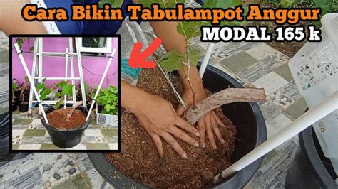 Cara Buat Tabulampot Anggur Jupiter Bonsai Anggur Youtube