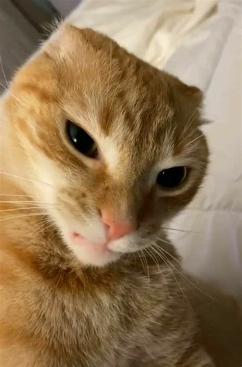 An Orange Cat Sitting On Top Of A Bed Next To A White Sheet Covered Wall