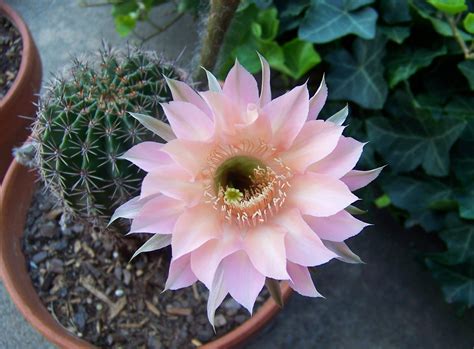 Cactus Blossom Pink Free Photo On Pixabay