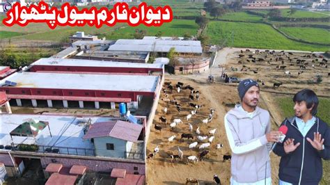 Dewan Farm Mohra Hafiyal Bewal Pothwar Biggest Cattel Farm In