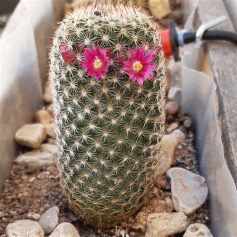 Mammillaria Haageana Elegans Mammillaria Elegans In Gardentags