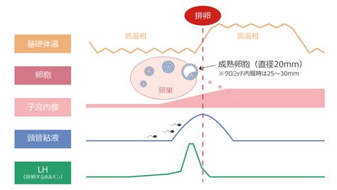 一般不妊症の治療方法（タイミング療法と人工授精） 日吉台レディースクリニック