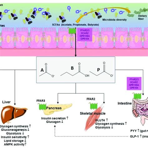 Signaling Pathways Of Gpr And Gpr Activated By Scfas The Signaling