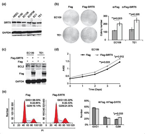 Sirt6 Promotes Cell Proliferation And Arrests Cell Cycle At G2m Phase