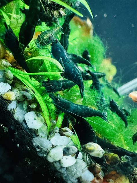 Krewetki Neocaridina Green Jade 10sztuk Namysłów Kup teraz na