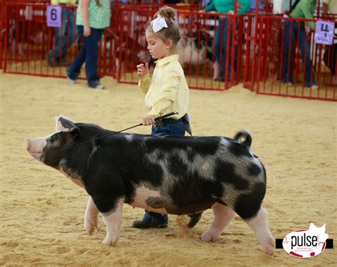 The Exposition Spotted Gilts Div III The Pulse