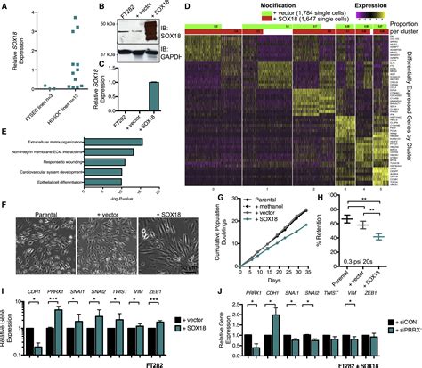 A Study Of High Grade Serous Ovarian Cancer Origins Implicates The